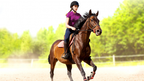 My Little Riding Champion My Little Riding Champion