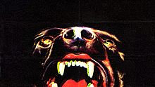 Canine