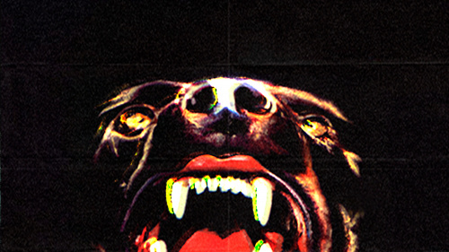 Canine