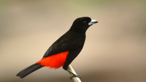 Quiz & Learn: Animals