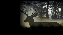 Deer Hunting Camp
