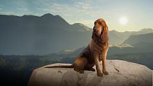 theHunter: Call of the Wild™ - Gold Bundle