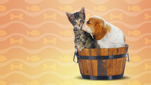 I Love Finding Cats & Pups Collector's Edition I Love Finding Cats & Pups Collector's Edition