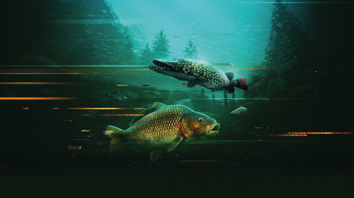 The Catch: Carp & Coarse - Collector's Edition
