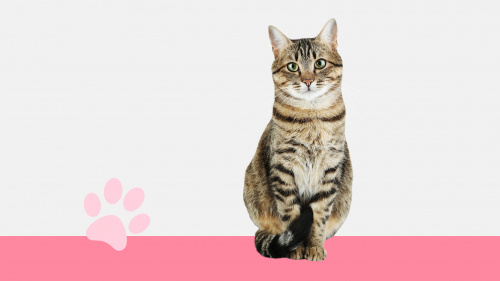 I Love Finding Cats! Collector's Edition I Love Finding Cats! Collector's Edition
